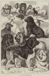 Prize Dogs at the Birmingham Show